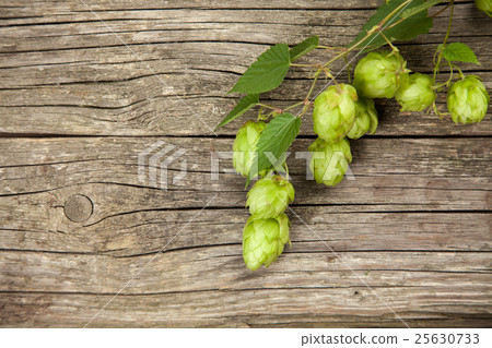 Fresh green hops Fresh green hops 25630733