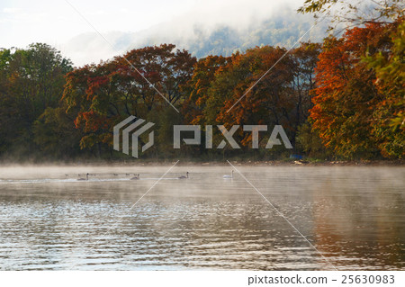A group of autumn leaves and swans on the lakeshore of Kussharo way lake A group of autumn leaves and swans on the lakeshore of Kussharo way lake 25630983