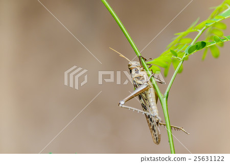 Brown grasshopper caught on branches. 25631122