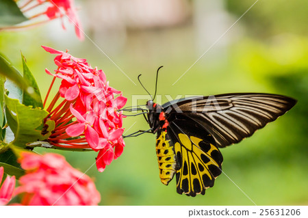 Gulf Fritillary butterfly posed on a red flower Gulf Fritillary butterfly posed on a red flower 25631206