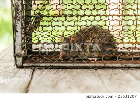 Rat in a cage Rat in a cage 25631207