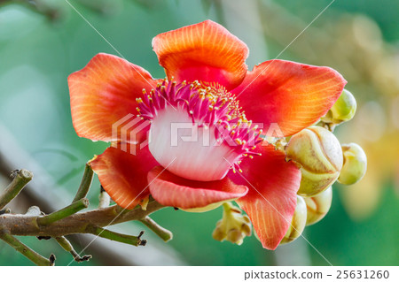 Sal of India, Couroupita ,cannon Ball Tree 25631260