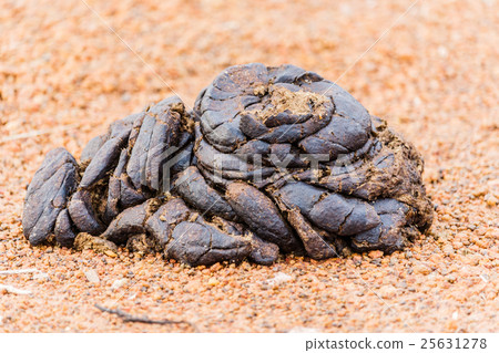 cow manure 25631278