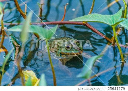 pool frog in a pond  25631279