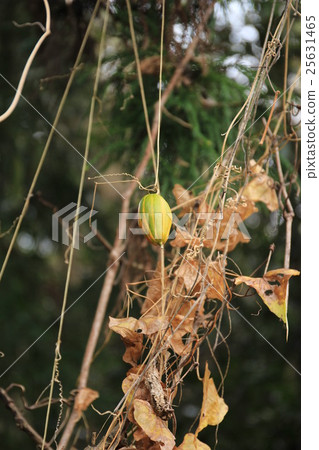 Karasurei in Yoroi Valley 25631465