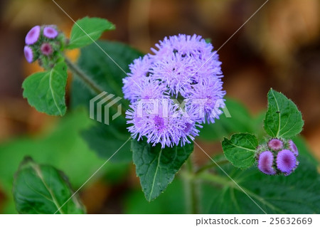 Purple flowers of agelatum (cuckoo) Purple flowers of agelatum (cuckoo) 25632669