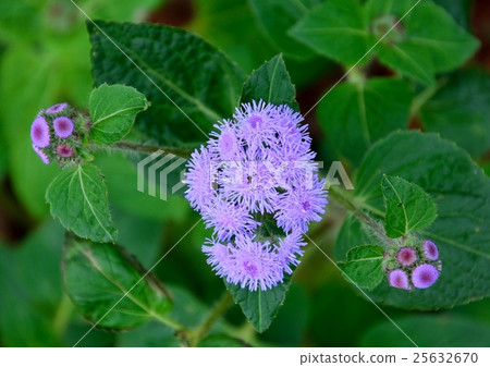 Purple flowers of agelatum (cuckoo) 25632670