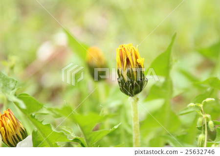 Tsubomi of dandelion 25632746