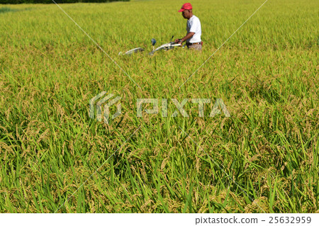 Rice reaping Rice reaping 25632959