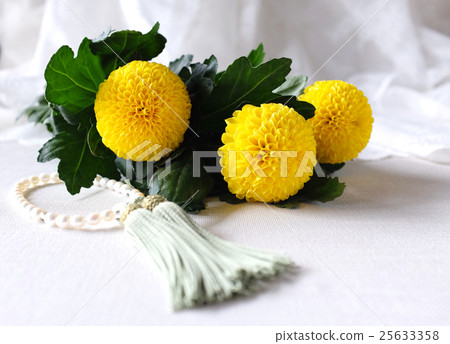 Poppon chrysanthemum and pearl beads Poppon chrysanthemum and pearl beads 25633358
