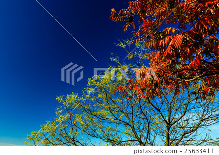 Goby tree Goby tree 25633411