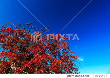 蝦虎魚樹 25633413