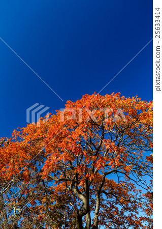 Goby tree Goby tree 25633414