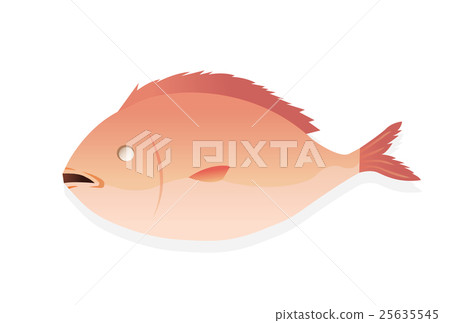 紅鯛魚 25635545