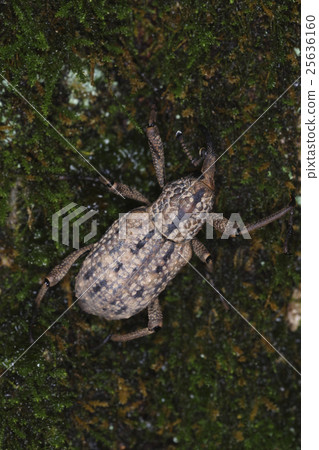 Weevil 25636160