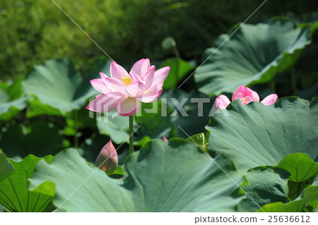 東寺的蓮花 25636612