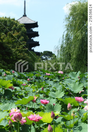 東寺的蓮花 25636614