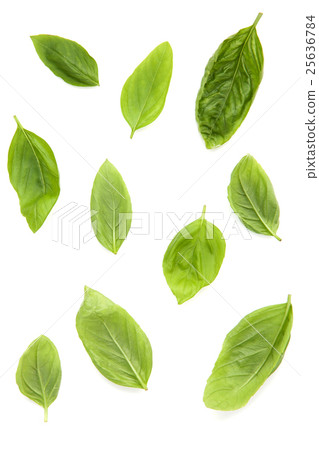 Fresh sweet basil leaves isolated on white . 25636784