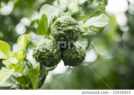 Bergamot on Tree Bergamot on Tree 25636835