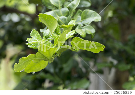 Bergamot leaves on Tree 25636839