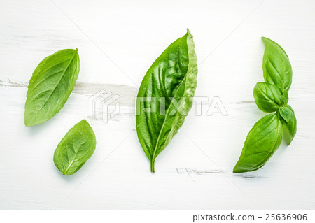 Fresh sweet green basil leaves . 25636906