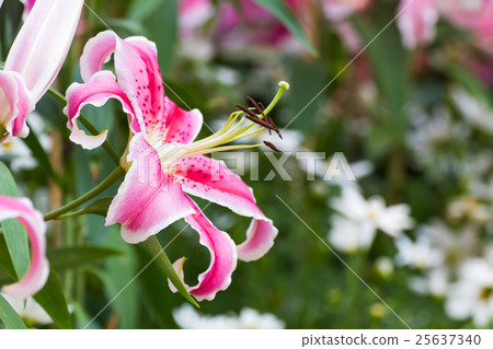 Close up of pink lily flower 25637340
