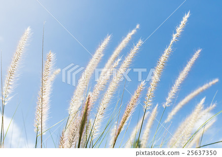 Cogon Grass on blue sky background Cogon Grass on blue sky background 25637350