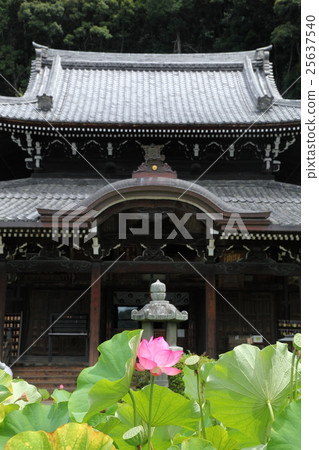 東本願寺的蓮花 25637540