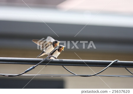 [剛離開春天的小燕子] 25637620