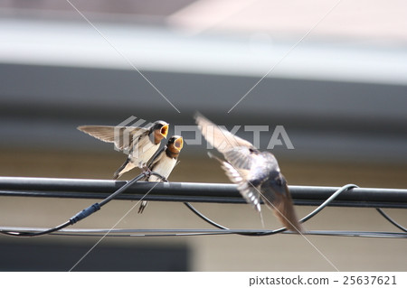 [剛離開春天的小燕子] 25637621