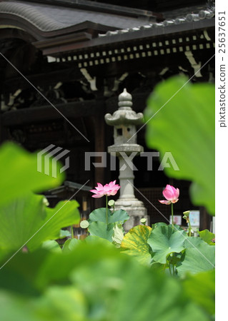 Lotus of Muro Muroto Temple Lotus of Muro Muroto Temple 25637651