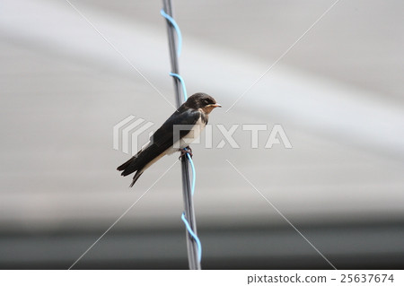 [Young swallows that just started to spring] 25637674