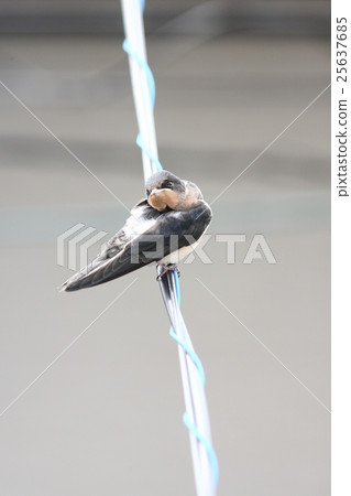 [Young swallows that just started to spring] 25637685