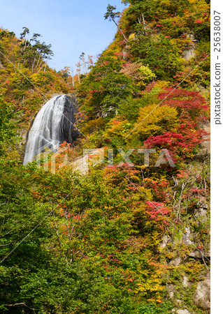 Anh Taki Akita ken 25638007