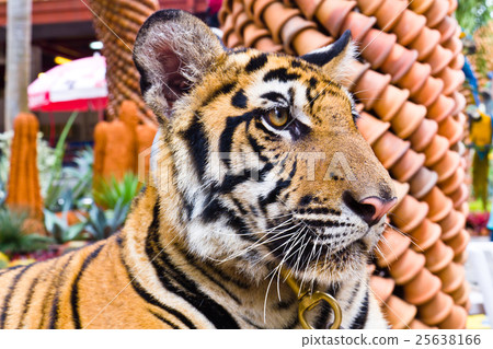 Tiger portrait Tiger portrait 25638166