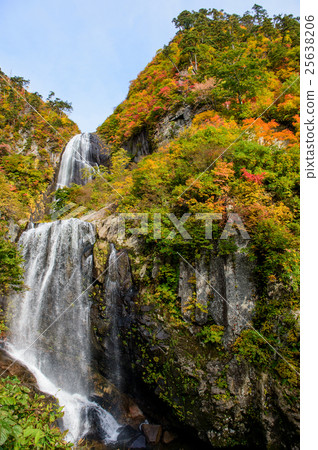 Anh Taki Akita ken 25638206