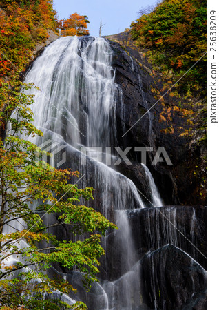 Anh Taki Akita ken 25638209