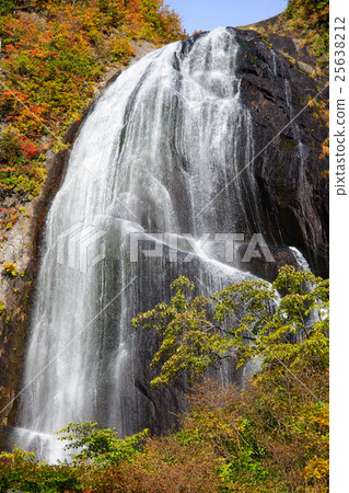 Anh Taki Akita ken 25638212