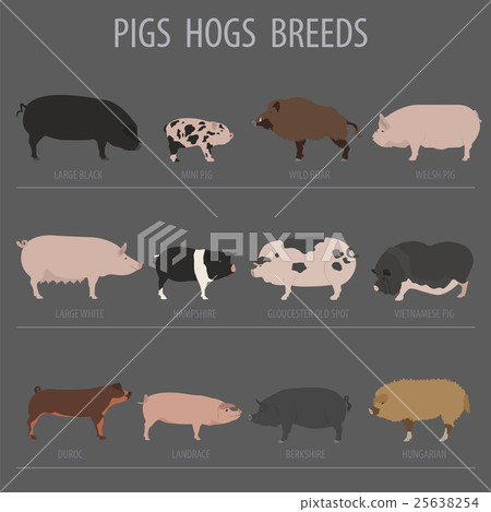 Pigs, hogs breed icon set. Flat design 25638254