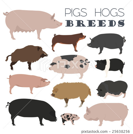 Pigs, hogs breed icon set. Flat design Pigs, hogs breed icon set. Flat design 25638256