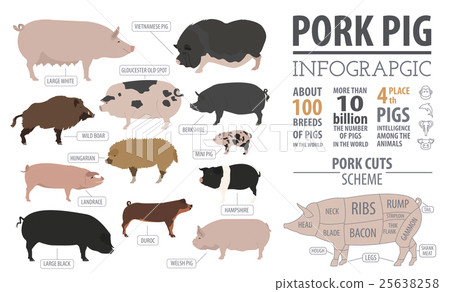 Pigs, hogs  breed infographic template 25638258