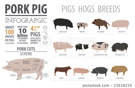 Pigs, hogs  breed infographic template.  25638259