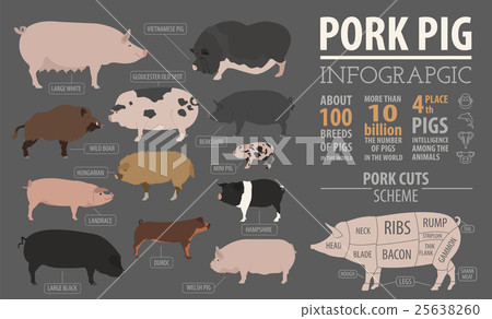 Pigs, hogs  breed infographic template. 25638260