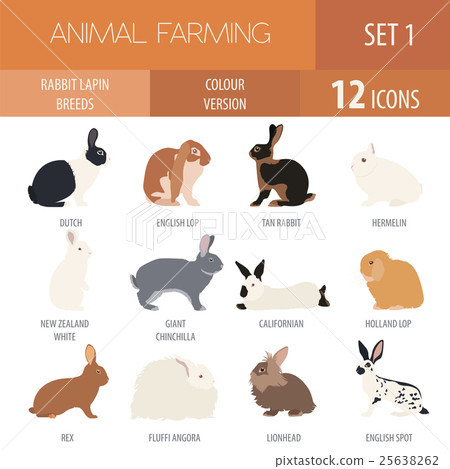 Rabbit, lapin breed icon set. Flat design 25638262