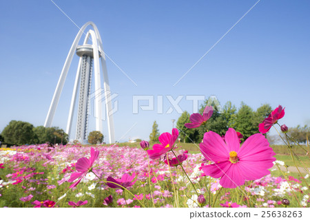 138 Tower Park and Cosmos Field 25638263