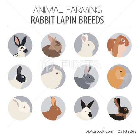 Rabbit, lapin breed icon set. Flat design 25638265