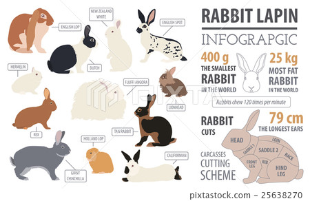 Rabbit, lapin breed infographic template Rabbit, lapin breed infographic template 25638270