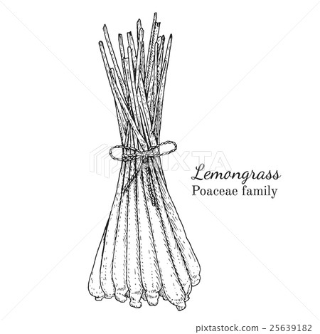 Ink lemongrass hand drawn sketch 25639182