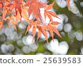 秋天的樹葉 25639583