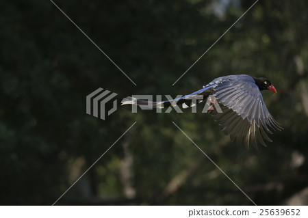 台灣藍鵲 25639652